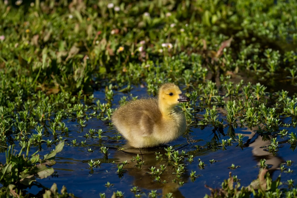 Puddle time