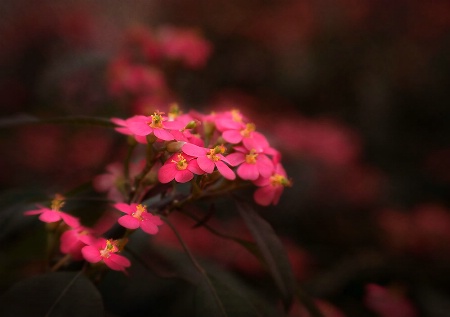 Little Pink Flowers