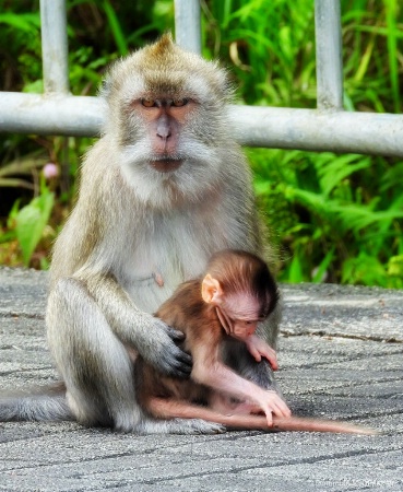 ~ ~ BABY MONKEY AND GRUMPY MOTHER ~ ~ 