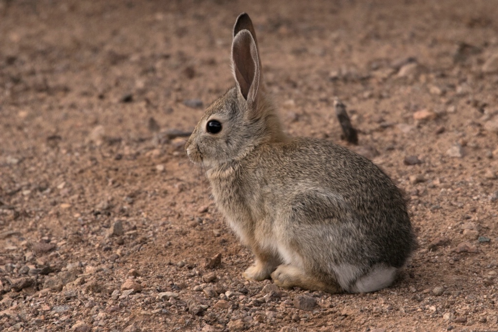 Young Arizona Bunny Rabbit