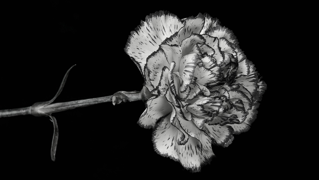 Still Life - Flower