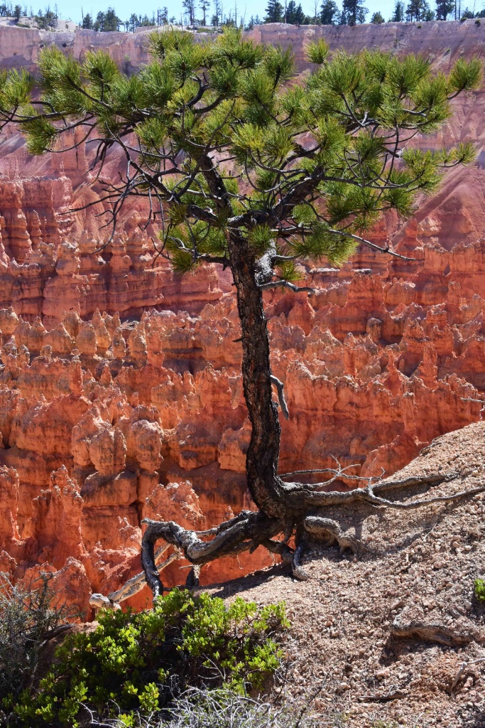 Bryce Canyon National Park - ID: 15696033 © William S. Briggs