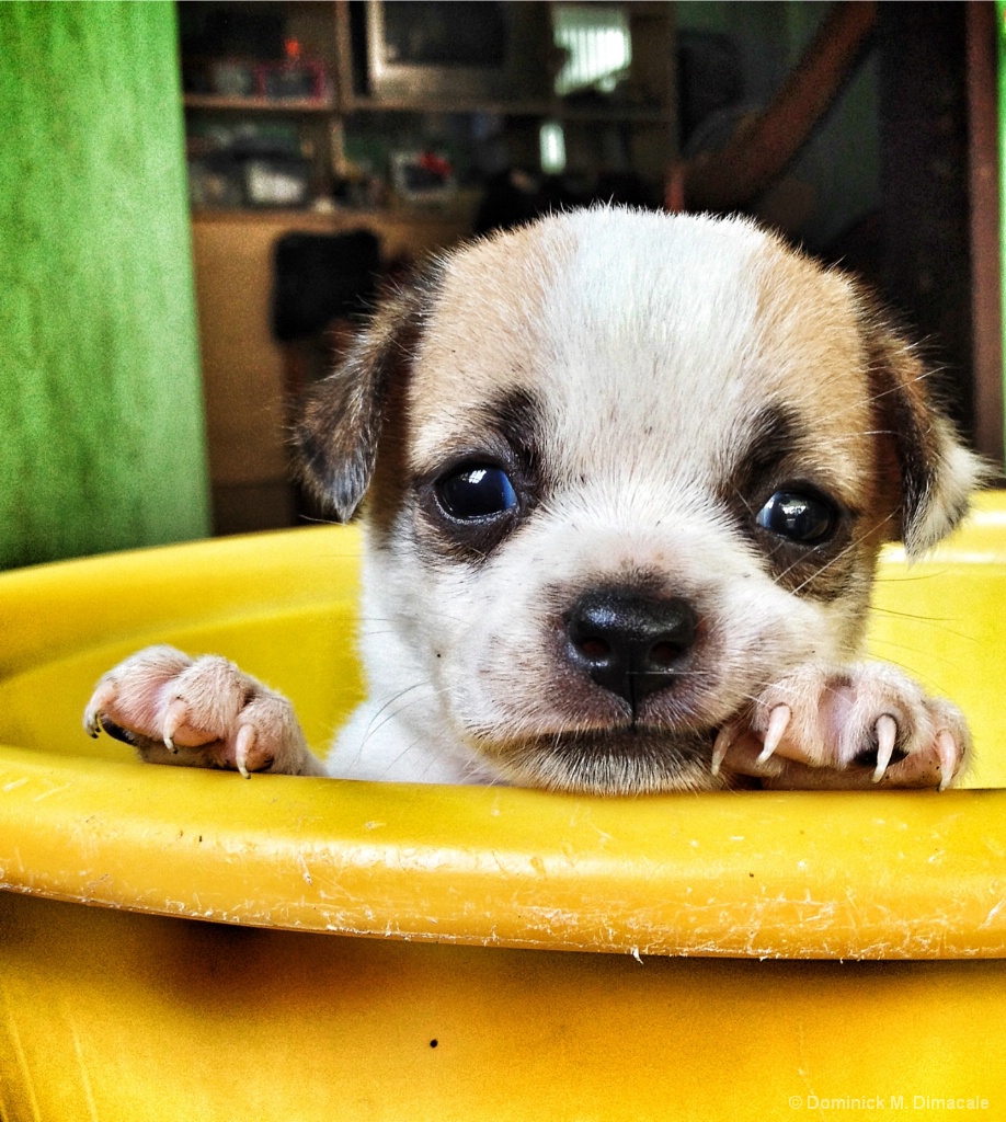 ~ ~ PUPPY BATH TIME ~ ~ 