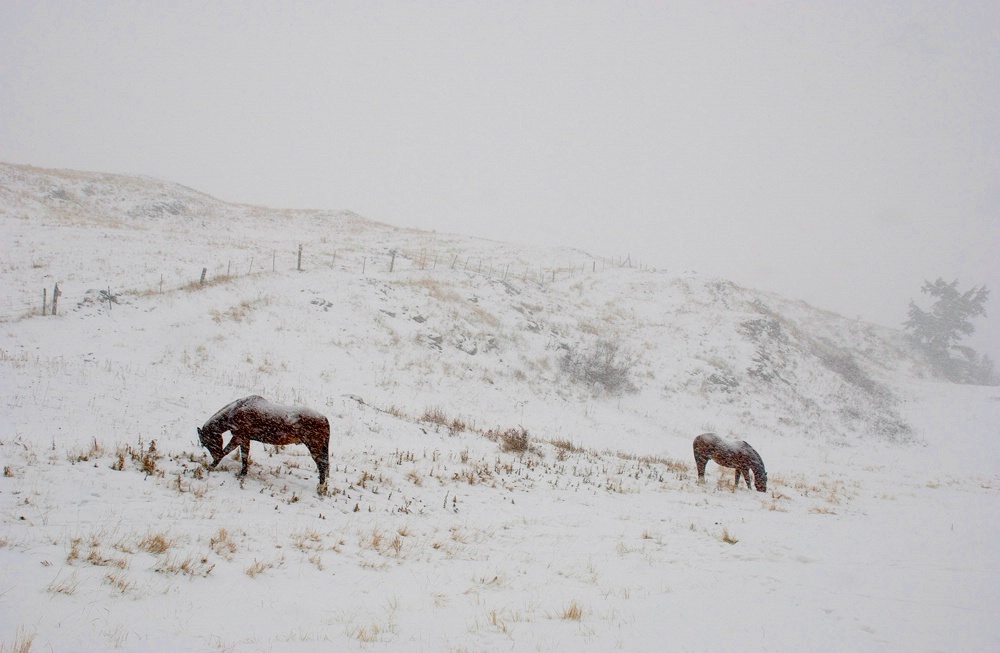 Weathering the Storm
