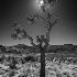 © Elliot Barnathan PhotoID# 15698411: JoshuaTree 15