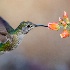 © Elliot Barnathan PhotoID# 15698477: San Diego Zoo 7