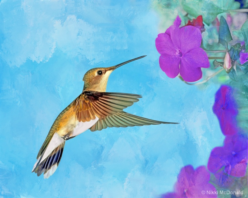 Ruby-throated Hummingbird with Impatiens