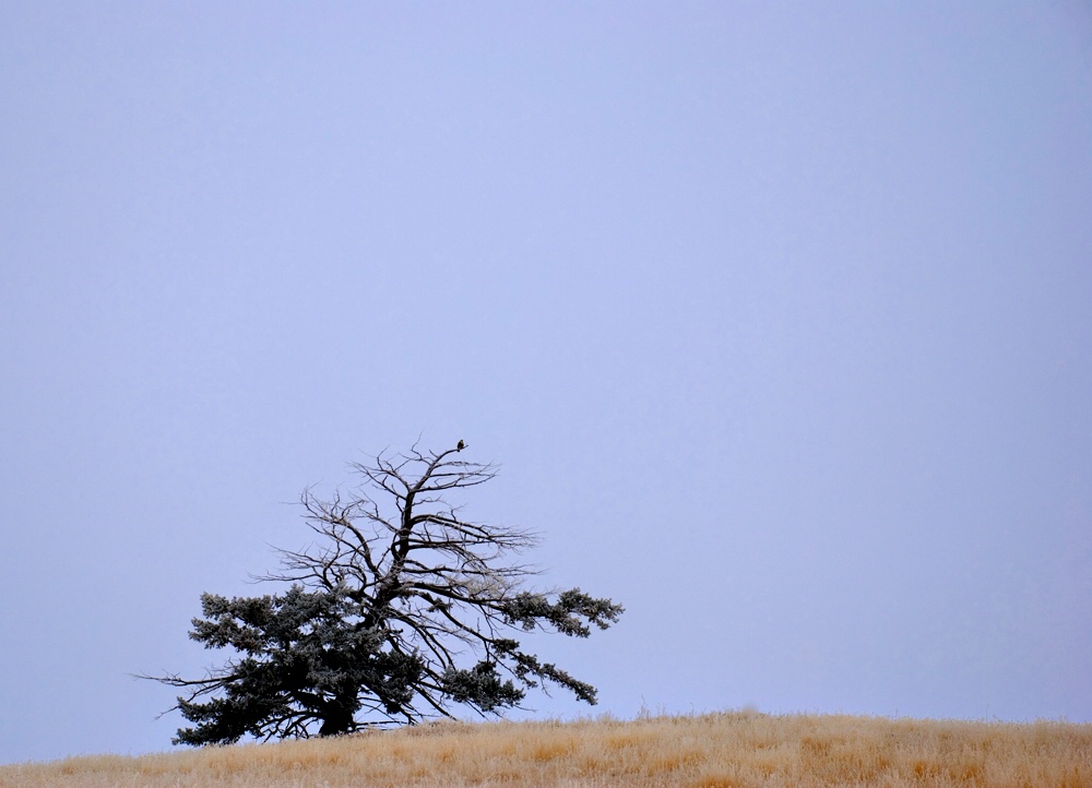 Fir and Hawk in Big Sky Country 