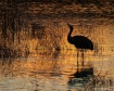 Loan Sandhill at ...