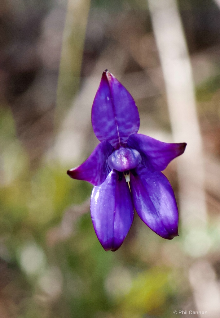 Purple enamel orchid