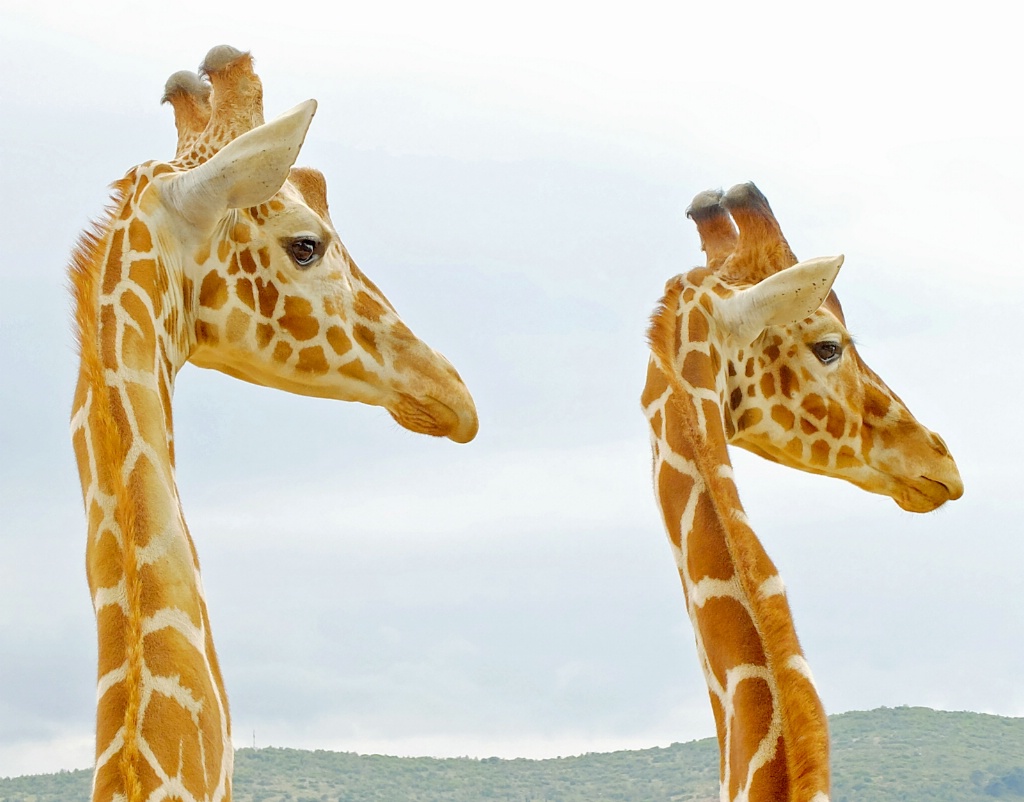 Heads of giraffe.