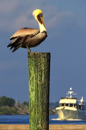 Pelican Post 