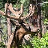 © Kelley J. Heffelfinger PhotoID # 15700349: Elk in Profile
