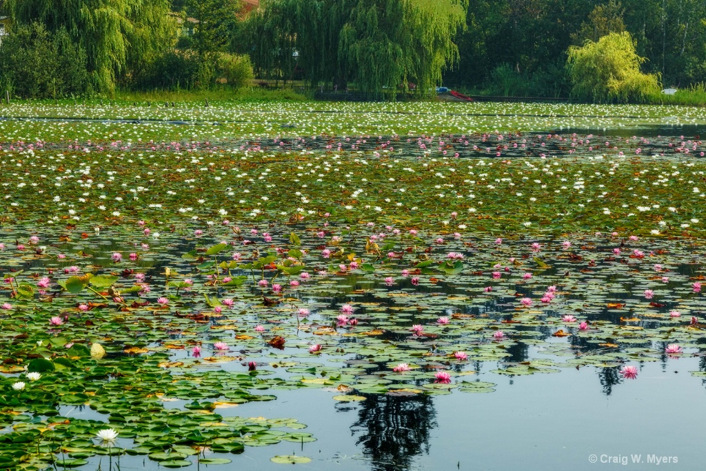 Lake Serene Lotuses