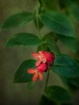 Little Red Flower...