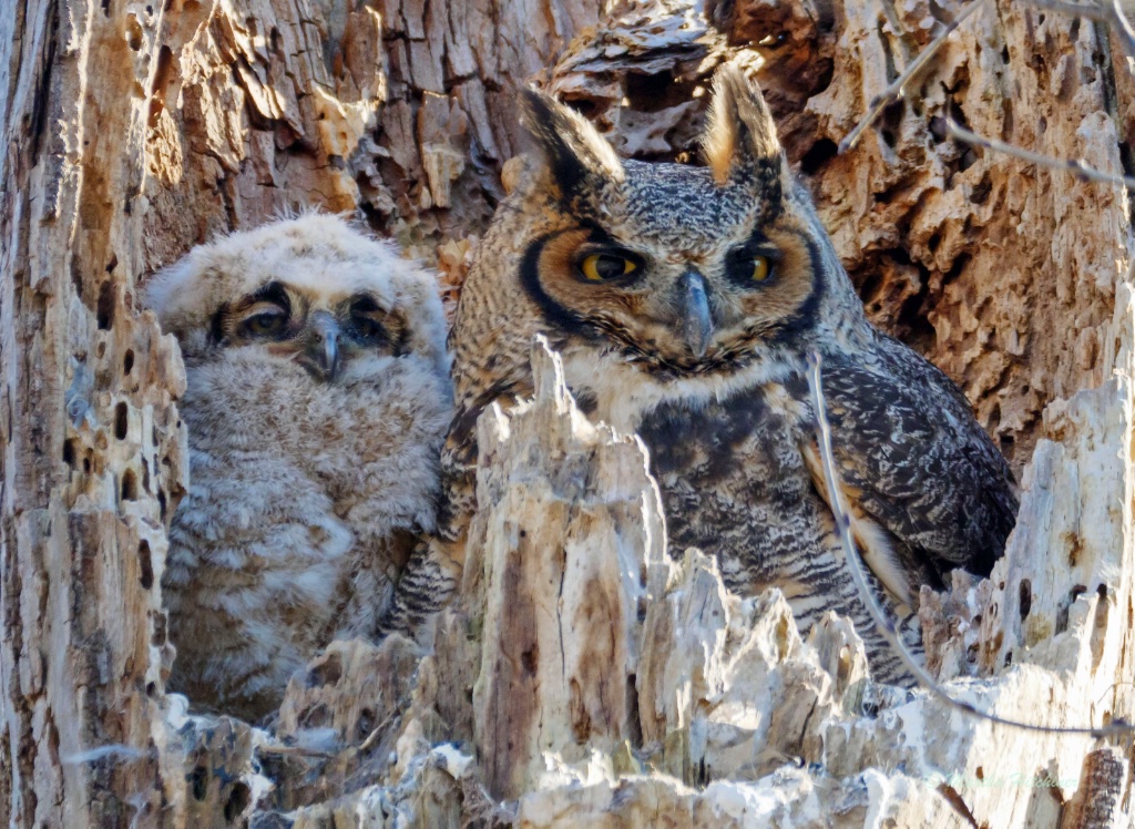 Great Horned Owl and Chick