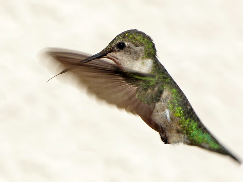 In Flight