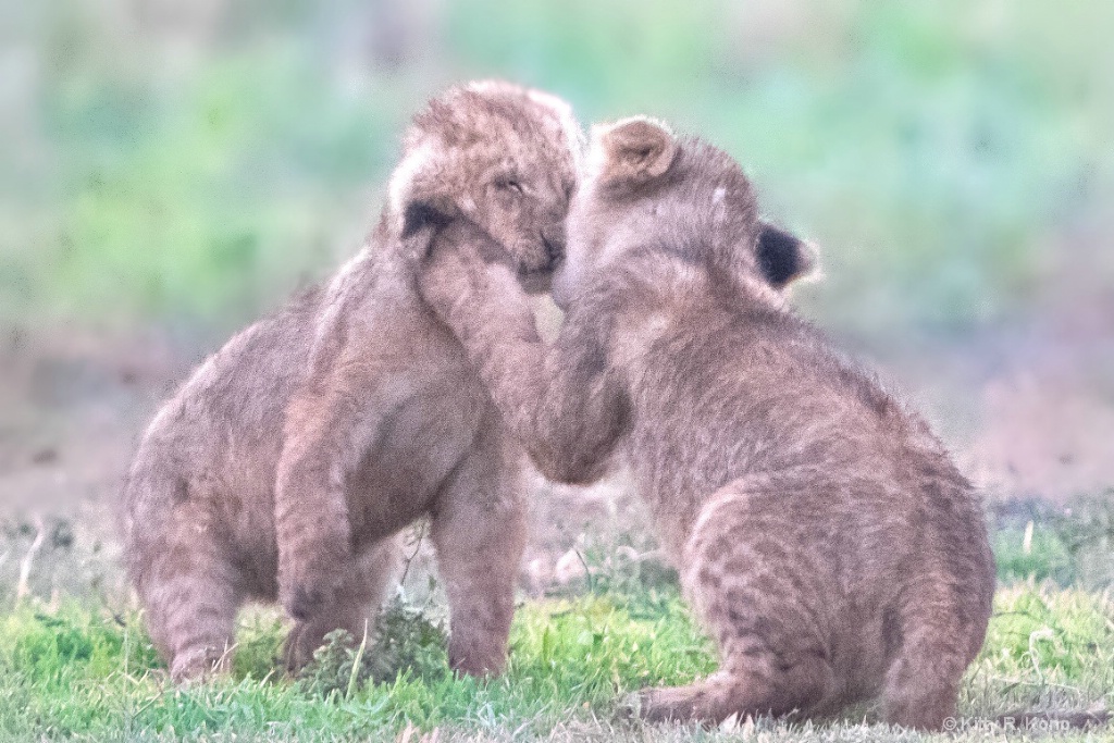 Kissing Cubs - ID: 15700946 © Kitty R. Kono