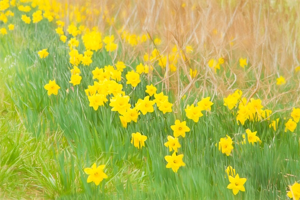 A Host of Daffodils