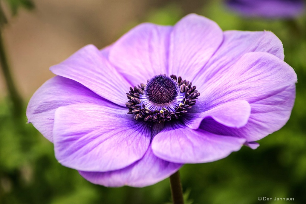 Anemone-Profile 3-0 F LR 2-24-19 J289