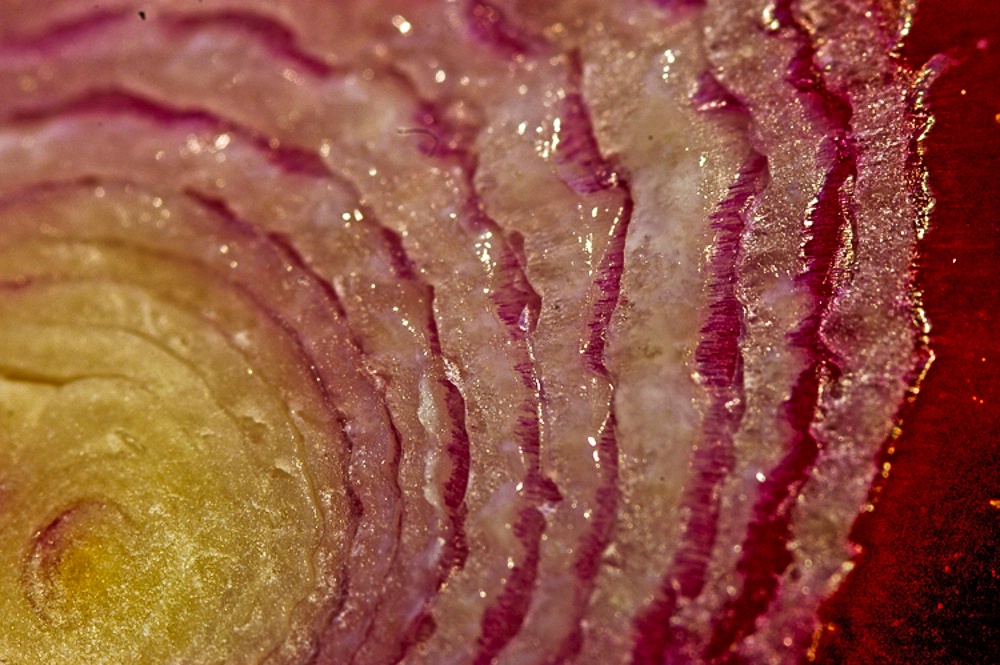 Onion Detail