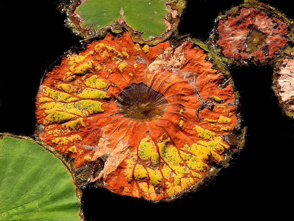 Lily Pads in Water