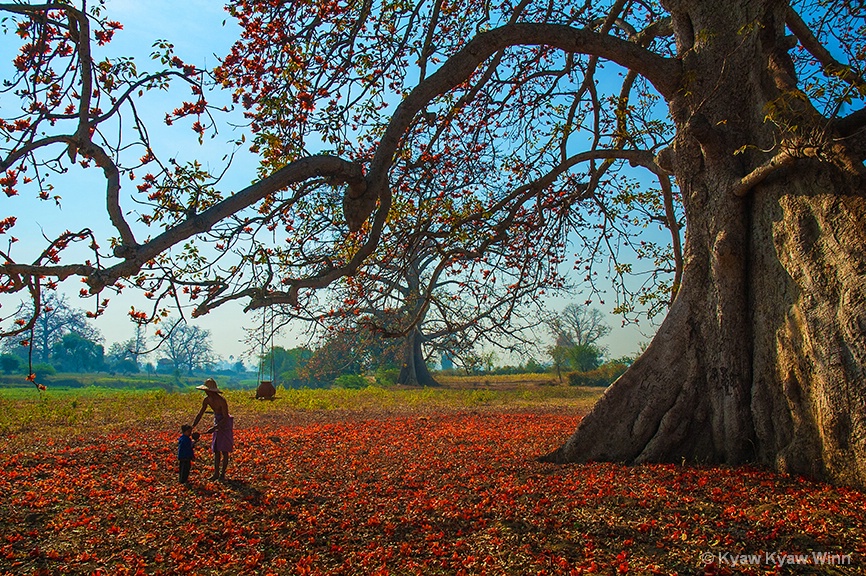 Under theHuge Tree