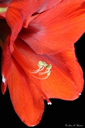 Red Amaryllis 4