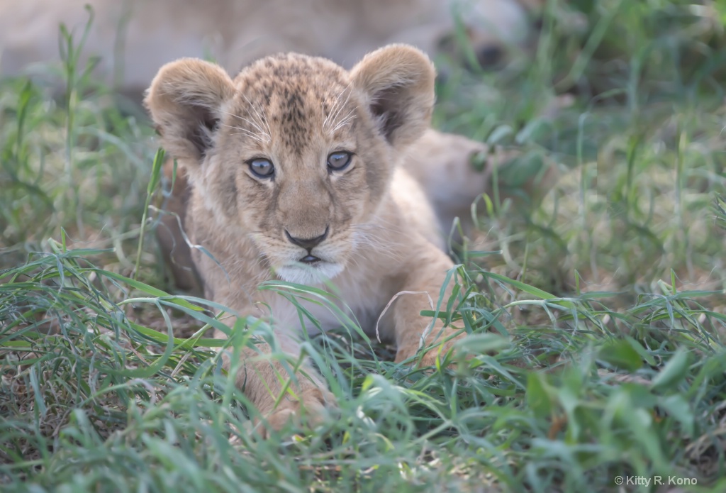 Cutest Lion Cub in All of the Serengeti - ID: 15701239 © Kitty R. Kono