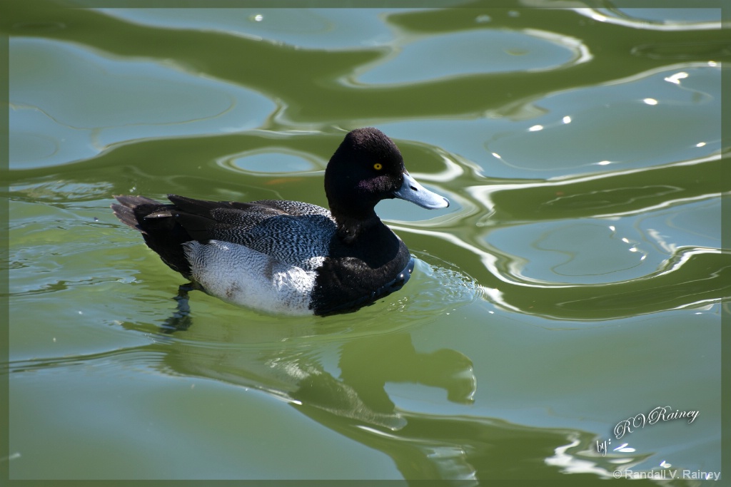 Lesser Scaup Duck in Annapolis - ID: 15701261 © Randall V. Rainey