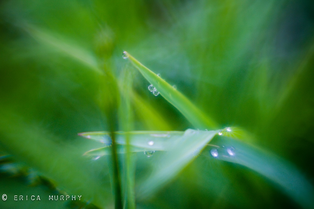 Early Morning Dewy Grass