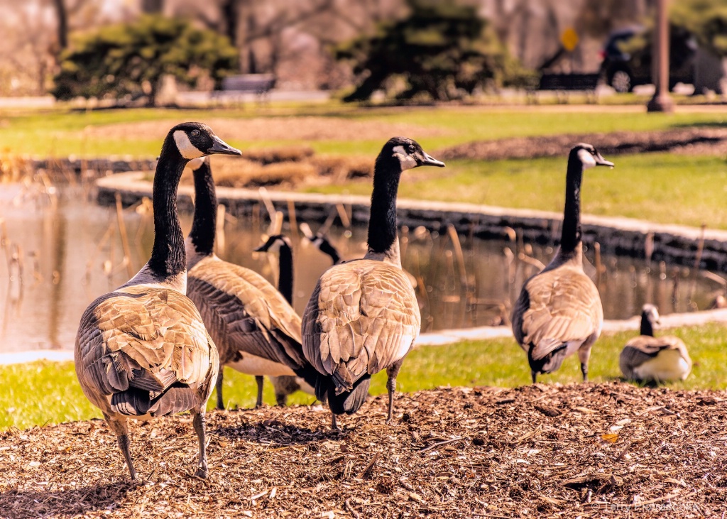 Curious Geese - ID: 15701360 © Terry Piotraschke