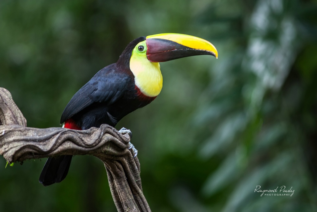 Chesnut-billed Toucan