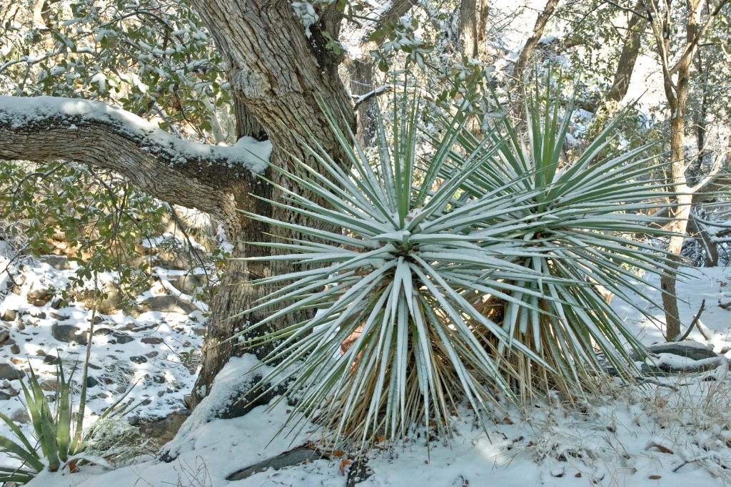 SE Arizona Snow - ID: 15701542 © William S. Briggs
