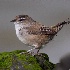 © Terry Korpela PhotoID# 15701638: Marsh Wren