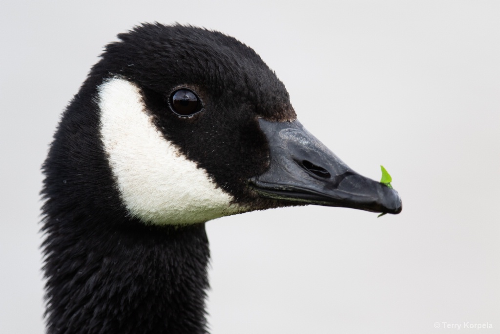 Canada Goose   (about 10 months old) - ID: 15701639 © Terry Korpela