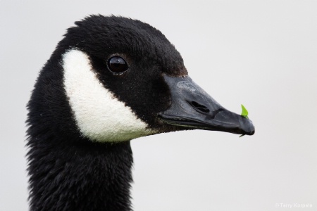 Canada Goose   (about 10 months old)