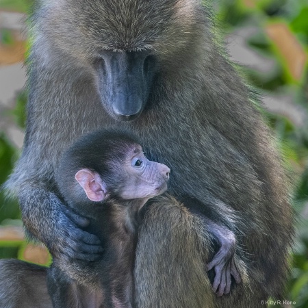 Mrs. Baboon and Brand New Baby 