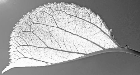 Leaf inner structure.
