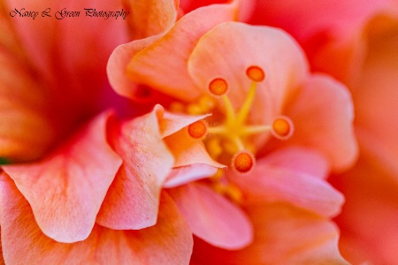 Creations Beauty