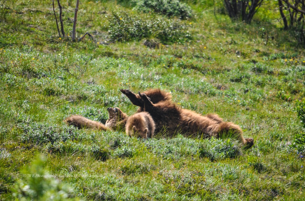 Playful Ma Ma Grizley! - ID: 15702321 © Kathleen Holcomb Johnson