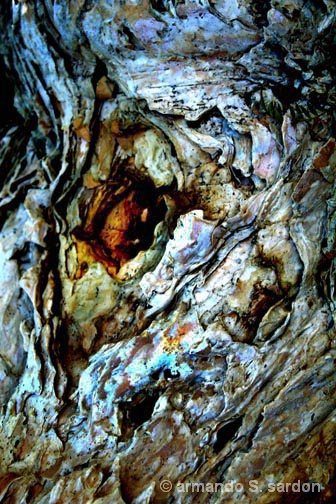 cortex of an old tree
