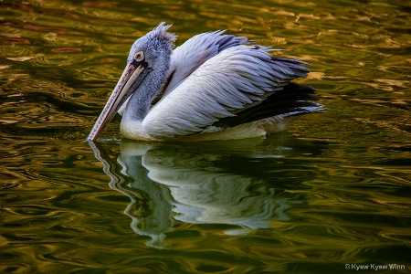 Color of Reflection