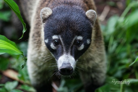 Coati in the Rainforest