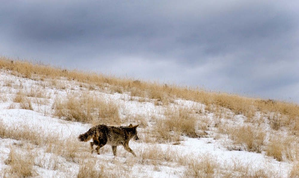 Coyote on the Prowl