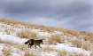 Coyote on the Pro...