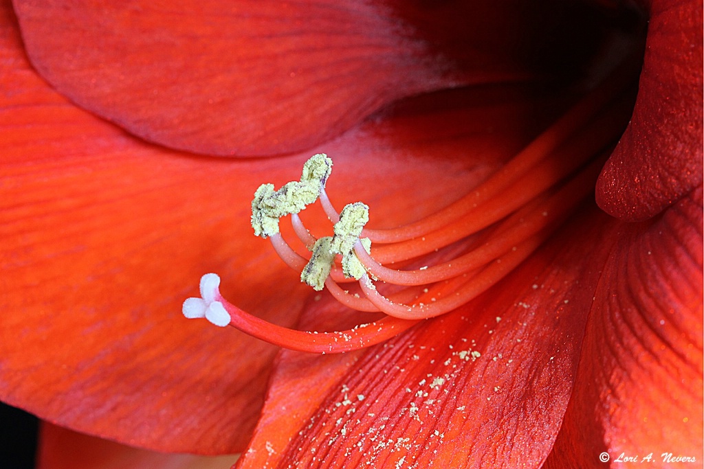 Red Amaryllis 6