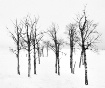 Winter Aspens 