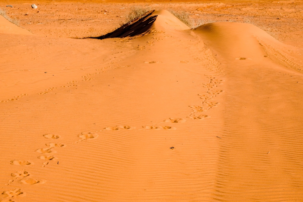 footprints in the sand