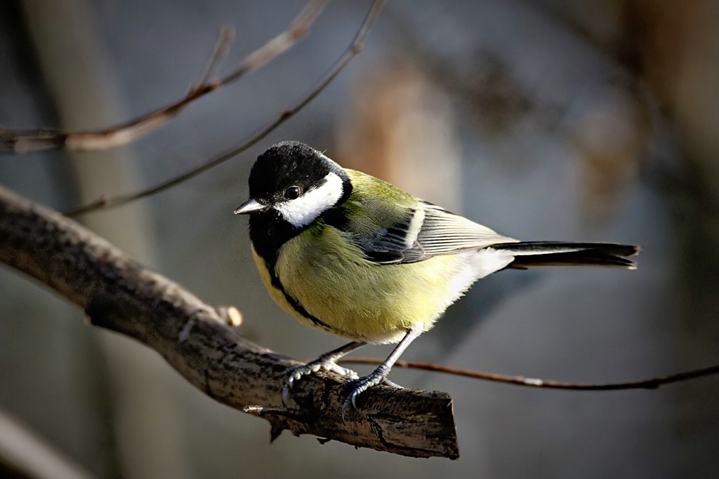 Great Tit